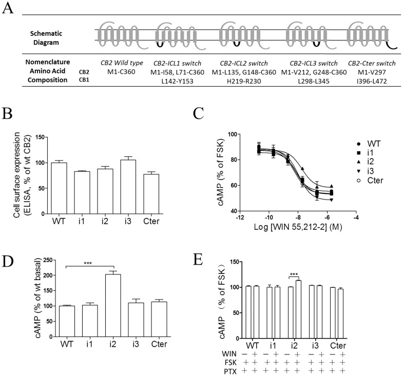Effects of key domains in the CB2 receptor on Gi-dependent signaling.(A) Schematic diagram of composition of cannabinoid CB2 receptor chimeras. The overall composition of individual cannabinoid receptor chimeras is shown schematically. Numbers indicate the amino acid residues corresponding to the parental cannabinoid receptors. The CB2 receptor sequence is shown in dark grey, and the CB1 receptor sequence is in black. (B) ELISA analysis of CB2 receptors expression. HEK293 cells were transiently transfected with Flag epitope-tagged receptors and the cell surface expression was measured by ELISA analysis, as described under Methods. The results represent the mean ± SEM of three independent experiments, each done in triplicate. (C) Dose-response curve of cAMP accumulation for the CB2 chimeric receptors upon agonist stimulation. For cAMP measurements, cells were incubated with various concentrations of WIN55,212-2 plus 10 µM forskolin for 4 h. cAMP measurements were carried out as described in the Materials and Methods. Data are expressed as the percent cAMP activity over forskolin. Data shown are expressed as the mean ± SEM and are representative of three independent experiments. (D) Basal cAMP accumulation of CB2 wild type and chimera receptors. For basal cAMP measurements, cells were incubated for 48 h after transfection and then directly lysed for cAMP assay. (E) Effects of PTX on cAMP accumulation of CB2 wild-type and chimera receptors. Cells were transiently transfected with receptors and pCRE-luc. 48 h later, PTX (100 ng/ml) was added to the reseeded cells in FBS-free medium and cells were incubated for another 12 h. Then, cells were incubated with 10 µM forskolin or 2 µM WIN55,212-2 plus 10 µM forskolin for 4 h and lysed for cAMP assay. Data shown are expressed as the mean ± SEM and are representative of three independent experiments. Data are expressed as the percent cAMP activity over wild type CB2 receptor. ***p<0.001. i1, CB2-ICL1 chimera receptor; i2, CB2-ICL2 chimera receptor; i3, CB2-ICL3 chimera receptor; Cter, CB2-Cter chimera receptor.