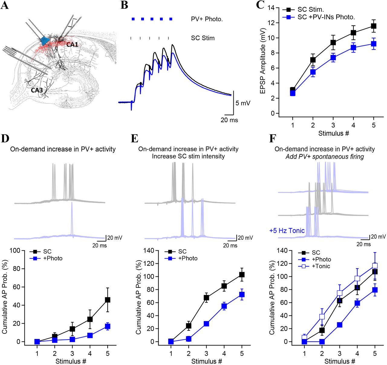 On-demand PV+ interneurons firing reduces the propagation of activity.A, Experimental design and recording scheme for experiments performed in acute slices from PV-Ai32 mice. B, Synaptic potentials recorded in control condition (black) and together simultaneously with blue light photoactivation of PV-INs. C, Amplitude of synaptic potentials as a function of stimulus number for control (black) and PV-INs photostimulation (blue). D, The stimulation intensity was adjusted to generate APs in control condition. Photoactivation of PV-INs decreased AP probability. Examples show 10 consecutive trials, with control condition in gray and with photostimulation in blue. E, The AP probability was doubled compared to D by increasing the electrical stimulation intensity. Photoactivation of PV-INs shifted the generation of APs to later stimuli, and caused a significant decrease in the cumulative AP probability for all stimulus number. F, Spontaneous PV-IN firing was mimicked with blue light continuously delivered at 5 Hz. Unlike the on-demand model, spontaneous PV-IN firing caused a leftward shift in the cumulative AP probability, indicative of an increased AP probability earlier in the train. Examples shown in D, E, F are from 10 consecutive trials. Data points show mean ± SEM.