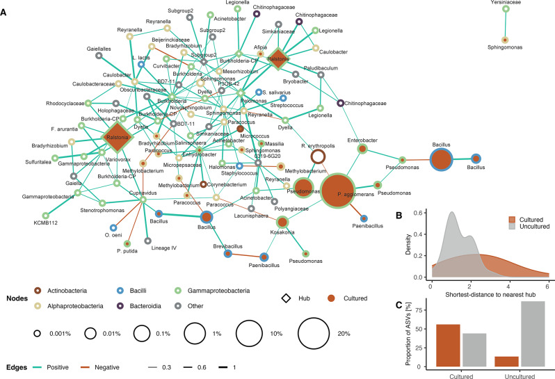 Co-occurrence network and community structure of the Cannabis seed microbiota. A The network illustrates significant associations (α = 0.05) between amplicon sequence variants (ASVs) as nodes, with taxonomic annotations provided for each ASV. Nodes are colored by bacterial class and their size corresponds to their mean relative abundance. Diamond-shaped nodes represent hubs and orange-filled nodes indicate cultured ASVs (> 99% sequence identity). Edge colors signify association types: green for positive (co-occurrence) and red for negative (mutual exclusion). Edge widths are proportional to association weights, highlighting the strength of connections. B Density plot showing the distribution of ASVs based on their shortest distance to the nearest hub, comparing cultured (orange) and uncultured (grey) fractions. C Bar plot depicting the proportions of ASVs from cultured and uncultured taxa that share more than 50% of their edges with either cultured or uncultured taxa, emphasizing the degree of association overlap between these groups