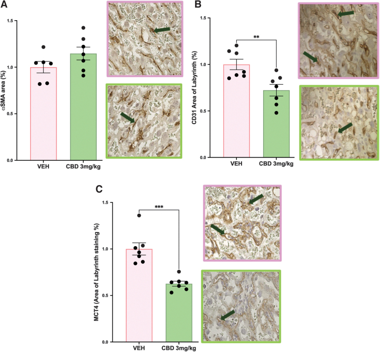 In utero exposure to 3 mg/kg CBD leads to reduced labyrinth endothelial and SynTII populations at E19.5 compared with VEH control. (A) αSMA+pericyte area in the labyrinth layer. (B) CD31+endothelial area in the labyrinth layer. (C) MCT4+SynTII area in the labyrinth layer. Histological representation images 400×magnification, green arrows identify positive staining. Graphs present mean±SEM. Significance: Student's t-test (**p<0.01, ***p<0.001). SynT-II, syncytiotrophoblast layer II.