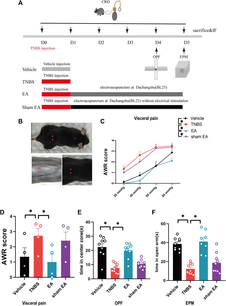 EA relieved the visceral hyperalgesia and anxiety-like behaviors of IBD mice. (A) Experimental flowchart. (B) Schematic diagram of Dachangshu points (BL25) on the skin surface. (C,D) Visceral hyperalgesia was evaluated by CRD. (E) Anxiety-related behaviors were recorded as time in center zone in the OPF. (F) Anxiety-related behaviors were recorded as time in open arms in the EPM. The data are expressed as mean ± SEM (n = 9 mice). *represents p < 0.05 between marked groups.