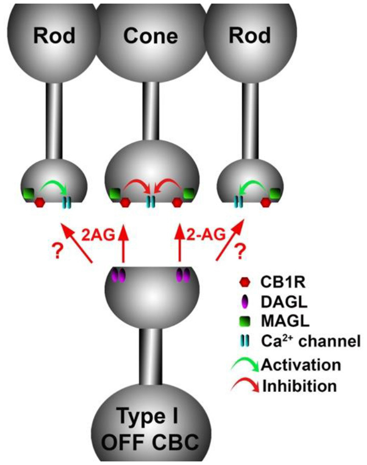 A retrograde cannabinoid CB1 circuit in the OPL. Rod and cone photoreceptors signal to neurons in the inner nuclear layer (INL). Both rods and cones express CB1 receptors. The 2-AG synthesizing enzyme diacylglycerol lipase (DAGL) is present in the post-synaptic terminal of Type I OFF cone bipolar cells (OFF CBC). 2-AG released by DAGL travels retrogradely, presumably to CB1 receptors on cones, and perhaps also rods. CB1 receptors, when activated, differentially act on presynaptic calcium channels, activating them in cones and inhibiting them in rods.
