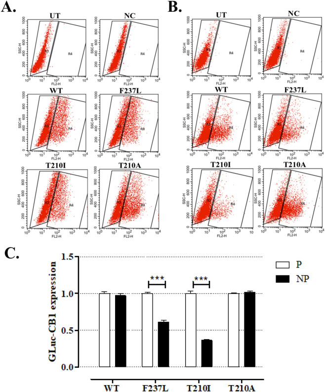 The total and surface-only level of GLuc-CB1 in HEK293T cells. The representative SSC-H/FL2-H 2D-dot plots for (A) permeabilized and (B) non-permeabilized wild type (WT), GLuc-FLAG-CB1F237L (F237L), GLuc-FLAG-CB1T210I (T210I) and GLuc-FLAG-CB1T210A (T210A) cells are shown. The cells treated with secondary antibody only (NC) and not transfected by plasmids (UT) were used as negative controls for gating. (C) The median expression [the mean ± SD (n = 3)] of HEK293T cells classified as GLuc-CB1-positive (gate R4) in permeabilized (P) and non-permeabilized (NP) HEK293T cells normalized vs 1 are shown.