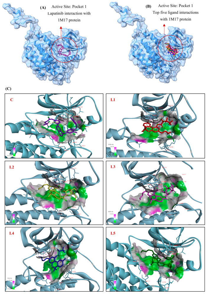 3D Molecular docking simulations of (A) Lapatinib and (B) the top five cannabinoid derivatives at the active site of EGFR (PDB ID:1M17), visualized using UCSF ChimeraX. (C) 3D and (D) 2D interaction diagrams depicting the binding poses of Lapatinib and the top five cannabinoid derivatives with EGFR (PDB ID:1M17), generated using BIOVIA Discovery Studio (C: Control, L1: Ligand 1, L2: Ligand 2, L3: Ligand 3, L4: Ligand 4, L5: Ligand 5). The ligands are color-coded: purple represents Lapatinib (C), red for Cannabinol, Heptafluorobutyrate (L1), yellow for 11-Nor-9-Tetrahydro Cannabinol-9-Carboxylate Acyl -D- glucuronide (L2), pink for THC-11-Oic Acid Glucuronide (L3), blue for Cannabinol, Pentafluoropropionate (L4) and green for 11-Nor-9-Carboxy-Delta9-Tetrahydrocannabinol Glucuronide (L5).