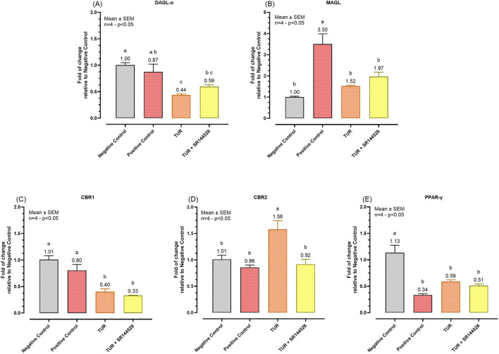 Gene expression of selected ECS enzymes and receptors. (A) DAGL-α mRNA expression; (B) MAGL mRNA expression; (C) CBR1 mRNA expression; (D) CBR2 mRNA expression; (E) PPAR-γ mRNA expression. The group designated to receive the antagonist was pre-treated with 1 μM of SR144528 for 10 min. Then TUR (Turmeric oleoresin) at 15 ppm was added, and SW-1353 cells were incubated for 2 h before the challenge. Subsequently, IL-1β and TNF-α both at 10 ng/mL (positive control) were introduced as an inflammatory stimulus for 24 h. Data are presented as mean ± SEM (n = 4) and represent the fold change relative to the negative control. Statistical analysis was performed using one-way ANOVA followed by Tukey’s multiple comparisons test (p < 0.05). Different letters indicate significant differences. DAGL-α = Diacylglycerol lipase-alpha; MAGL = Monoacylglycerol lipase; CBR = Cannabinoid receptor; PPAR-γ = Peroxisome proliferator-activated receptor-γ.