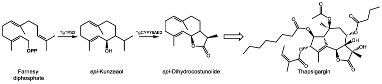 Initial biosynthetic steps for the formation of the sesquiterpene lactone thapsigargin in T. garganica. Enzyme abbreviations are as follows: TgTPS2–epi-kunzeaol synthase, TgCYP76AE2–cytochrome P450 76AE2. OPP signifies a diphosphate moiety. The open arrow indicates uncharacterized steps between epi-dihydrocostunolide and thapsigargin.