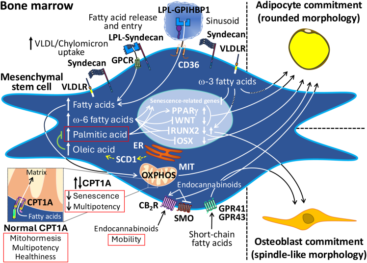 Simplified overview of the effects of fatty acids on a mesenchymal stem cell (MSC) after they enter the bone marrowFatty acids can be internalized as triglyceride-rich lipoproteins (VLDL and chylomicrons) by receptors (VLDLR) and heparan sulfate proteoglycans (syndecans), and as free fatty acids from the extracellular to the intracellular milieu (GPCRs and CD36) after the action of LPL (dimers) bound to syndecans on the MSC surface and to GPIHBP1 on the capillary endothelium. At high fatty acid uptake, some effects of ω-6 fatty acids (even at normal uptake) are related to the adipogenic differentiation (by stimulation of WNT and repression of RUNX2 and OSX signaling) and senescence of MSCs. At normal fatty acid uptake, some effects of ω-3 fatty acids are related to rejuvenation and osteoblastic differentiation (PKB signaling pathway), but also to the adipogenic differentiation (FFAR4 signaling pathway) of MSCs. Some effects of palmitic acid (at normal or high uptake) are related to the adipogenic differentiation (through stimulation of PPARγ and C/EBPα and repression of RUNX2 and DLX5 signaling). Some effects of oleic acid (at normal or high uptake) are related to the opposite and preventive effects of palmitic acid, including palmitic acid-induced MSC death; these are mimicked in MSCs overexpressing SCD1, which catalyzes the formation of oleic acid. Increased fatty acid uptake also drives the MSC mitochondrial OXPHOS machinery, which induces adipocyte commitment. Uncoordinated entry of fatty acids into the mitochondrial matrix due to increased or decreased activity of CPT1A induces senescence and inhibits multipotency in MSCs. However, normal levels (activity) of CPT1A allow the acquisition of MSC mitohormesis, multipotency, and health. Endocannabinoids in the cytoplasm from MSC fatty acid metabolism induce adipocyte commitment (by stimulating CB2R and inhibiting SMO). Some effects of endocannabinoids from surrounding cells in the BM milieu are related to the stimulation of CB2R, which induces the mobility of the targeted MSC. Some effects of microbiota-producing SCFAs are related to the osteogenic differentiation (through stimulation of GPR41 and GPR43 as well as GPR41- and GPR43-independent pathways). For clarity, C/EBPα, DLX5, PKB, and FFAR4, among others, are not shown.VLDL, very-low density lipoprotein; VLDLR, VLDL receptor; GPCRs, G-protein coupled receptors; CD36, class B scavenger receptor cluster of differentiation 36 (CD36)/fatty acid translocase; LPL, lipoprotein lipase; GPIHBP1, glycosylphosphatidylinositol-anchored high-density lipoprotein-binding protein 1; RUNX2, runt-related transcription factor-2; OSX, osterix; PKB, protein kinase B; FFAR4, free fatty acid receptor 4; PPARγ, peroxisome proliferator-activated receptor γ; C/EBPα, CCAAT enhancer-binding protein α; DLX5, distal-less homeobox 5; SCD1, stearoyl-CoA desaturase-1; OXPHOS, oxidative phosphorylation; MIT, mitochondrion; CPT1A, carnitine palmitoyl-transferase 1 A; CB2R, cannabinoid receptor 2; SMO, Smoothened receptor; SCFAs, short-chain fatty acids; GPR41, G protein-coupled receptor 41; GPR43, G protein-coupled receptor 43.