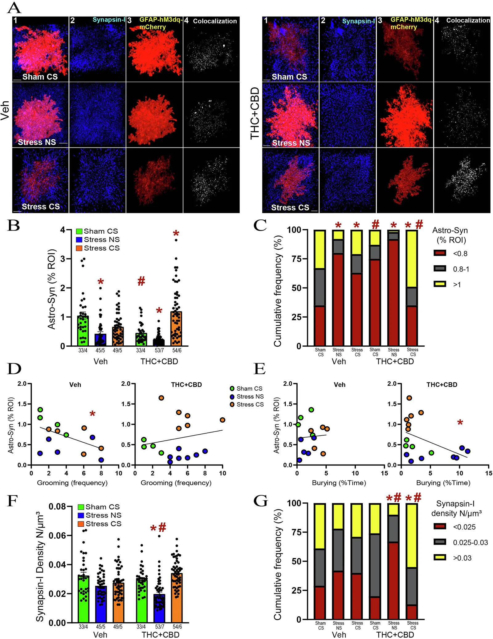 THC+CBD use reduced the astroglial co-registration with synapses in NAcore but potentiated the astrocyte-synaptic association after the stress-CS exposure in males.A Representative 63X confocal images of NAcore astrocytes for stress condition in Vehicle- (left panel) and THC + CBD-trained rats (right panel). (1) Merged image of a GFAP-hM3dq-mCherry astrocyte (red) with the presynaptic marker Synapsin-I (blue). (2) Immunolabeled Synapsin-I channel used for the quantification of Synapsin-I density. (3) Digital rendering of the astrocyte in panel 1. Scale bar = 10 µm. (4) Digitally isolated Synapsin-I puncta that colocalized with the astroglial volume (white). B Abstinence from THC + CBD constitutively reduced astrocyte-Synapsin-I association, while re-exposure to the stress-CS strongly increased the colocalization between astrocytes and Synapsin-I (X2(5) = 50.37, p < 0.0001, R2m = 0.3351). Data are shown as mean ± SEM. N shown in legend as astrocytes/animals. * p < 0.05 compared to Sham-CS within each drug group; # p < 0.05 comparing THC + CBD to vehicle within each stress/sham group. C Stress-CS increased the proportion of astrocytes with high Synapsin-I colocalization in THC + CBD-trained rat (X2(2) = 19.20, p < 0.0001 versus Stress-CS veh). * p < 0.05 compared to Sham-CS within each drug group; # p < 0.05 comparing THC + CBD to vehicle within each stress/sham group using a Bonferroni correction. See table S2 for complete analysis. D The negative correlation between the astrocyte-Synapsin-I colocalization and grooming frequency in vehicle-trained rats (Spearman r = −0.476, *p = 0.0435) disappeared following THC + CBD use. E Negative correlation between the astrocyte-Synapsin-I colocalization and time spent burying in THC + CBD-trained rats (Pearson r = −0.444, *p = 0.0369), not in vehicle-trained rats. F Acute stress and THC + CBD abstinence (Stress-NS) reduced the Synapsin-I density (X2(5) = 25.9573, p = 0.0001, R2m = 0.2369). Data are shown as mean ± SEM. N shown in legend as astrocytes/animals. * p < 0.05 compared to Sham-CS within each drug group; # p < 0.05 comparing THC + CBD to vehicle within each stress/sham group. G The stress-CS THC + CBD demonstrated a significantly higher proportion of high Synapsin-I density compared to Sham-CS THC + CBD (X2(2) = 17.5, p = 0.0002) and to Stress-CS vehicle (X2(2) = 21.82, p < 0.0001). * p < 0.05 compared to Sham-CS within each drug group; # p < 0.05 comparing THC + CBD to vehicle within each stress/sham group using a Bonferroni correction.