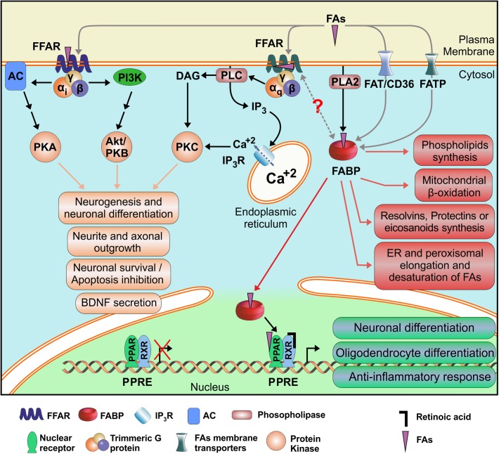 Schematic mechanism proposed for integration of the FAs Receptors System. Alternative FAs receptors are shown along with their demonstrated or putative interactions and their better characterized cellular effects. FFAR: Free Fatty Acid Receptor; FABP: Fatty Acid Binding Protein; PPAR: Peroxisome Proliferator-Activated Receptor; RXR: Retinoid X Receptor; FA: Fatty Acid; PPRE: PPAR Response Element. AC: Adenylate Cyclase; DAG: Diacylglycerol; FATP: FAT/CD36: Fatty Acid Translocase; Fatty Acid Transport Protein; IP3: Inositol (1,4,5)-Trisphosphate; IP3R: Inositol trisphosphate Receptor; PI3K: Phosphatidyl Inositol (3,4,5)-Trisphosphate Kinase; PLA2: Phospholipase A2; PLC: Phospholipase C; PKA: Protein Kinase A; PKAB/Akt: Protein Kinase B; PKC: Protein Kinase C.