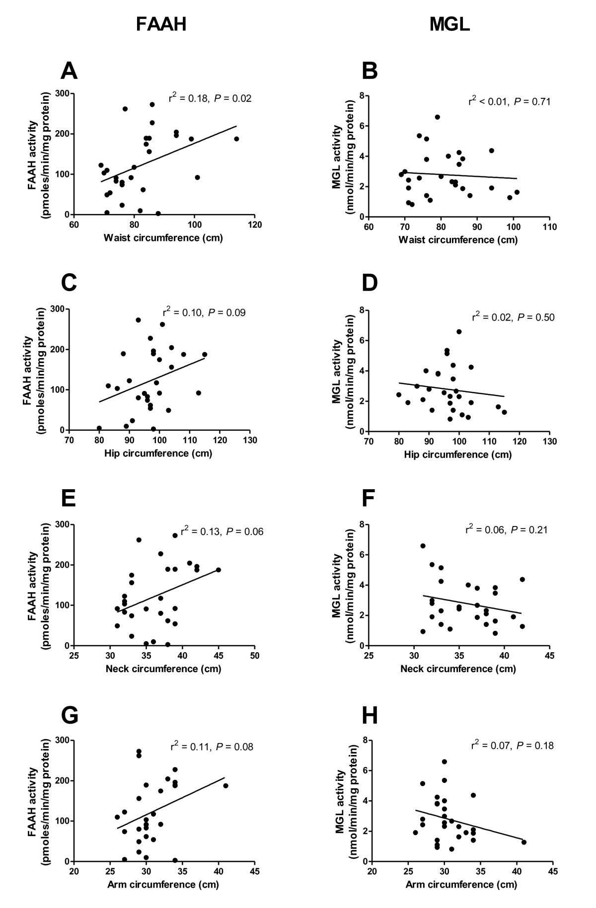 FAAH and MGL activities in abdominal subcutaneous adipocytes and circumferences of the waist (A and B), hip (C and D), neck (E and F) and arm (G and H). Analysed using linear regression.
