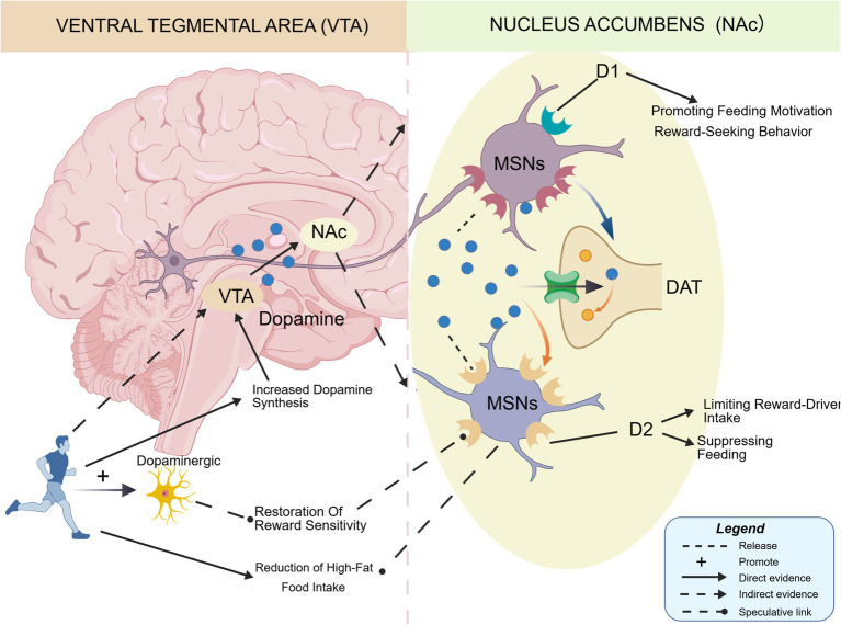 Diagram illustrates how exercise influences dopaminergic neurons in the ventral tegmental area (VTA), increasing dopamine release to the nucleus accumbens (NAc). Dopamine modulates D1 and D2 medium spiny neurons (MSNs) in NAc, promoting reward sensitivity, feeding motivation, and limiting high-fat food intake. A legend explains arrow meanings.