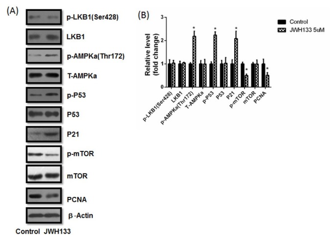 Relative proteins variation in C6 cells administration of JWH133 (5 μM) for 48 h. JWH133 elevated the expressions of p-AMPKα (Thr172), p-P53 and P21, reduced the expressions of p-mTOR and PCNA, while had no effect on the expressions of p-LKB1 (Ser428), LKB1, T-AMPKα, P53, mTOR and β-Actin. The original western blot images (A) were representative of three different experiments. (B) The statistic graphs of proteins variation. Data were relative density to that in control group. Data were mean ± SEM from three replicate experiments, *P<0.05 versus control. The samples were derived from the same experiment and that blots were processed in parallel. The grouping of blots in the same protein came from the same gel and were not cropped, but grouping blots of different protein came from different gels. All the following blots adhere to this rule.