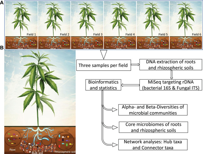 Schematic illustration showing the experimental workflow of a clonal cultivar of hemp grown in six fields distributed at the State of New York (A). MiSeq sequencing and the DADA2 pipeline were used to determine community composition, and core microbes of roots and rhizosphere soils. Network analysis was performed to provide insight into the core microbial taxa and hub microbes. (B) Hypothetical core microbes of roots and rhizosphere soils selected from bulk soil microbiome. Rhizosphere soil is show by blue line surrounding roots.