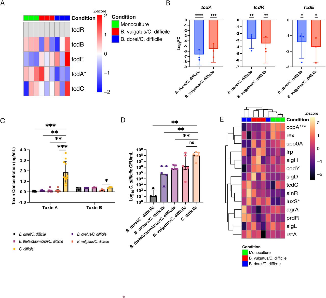 A distinct transcriptional shift in C. difficile with notable toxin suppression in C. difficile-Bacteroides biofilms.RNA sequencing and downstream analysis were conducted on RNA extracted from dual-species biofilms of C. difficile co-cultured with either B. dorei or B. vulgatus for 24 h. Genes with fewer than 10 counts were excluded from the analysis. A) Transcriptional expression of the PaLoc operon in C. difficile at 24 h in mono or coculture conditions, presented as a Z-score. B) qRT-PCR analysis on coculture and C. difficile monoculture biofilms. Log2FC of expression of tcdA, tcdE and tcdR genes in the two cultures relative to monoculture. N = 3, mean ± SD. One-sample t-tests were performed from a hypothetical mean of 1. C) Toxins from Bacteroides-C. difficile coculture biofilm supernatants at 24 h were quantified by ELISA, with a C. difficile monoculture biofilm supernatant as a control. Data represents a minimum of 3 biological repeats, mean ± SD is shown. Kruskal-Wallis (toxin A) or one-way ANOVA (toxin B) was carried out, followed by Dunn’s or Dunnett’s multiple comparison test, respectively. (D) C. difficile CFU/mL from representative coculture and monoculture control biofilms at 24 h. Data represents a minimum of 3 biological repeats, showing the median + interquartile range. Separate Mann-Whitney two-tail tests were performed between coculture and control CFU/mL. E) Expression of known regulators of the PaLoc operon in C. difficile in different coculture biofilms presented by a Z-score representing high expression (red) and low expression (blue) across samples. For panels A and E, * denote significant differential expression in B. dorei/C. difficile vs C. difficile (*) or significance captured in both the B. dorei/C. difficile and B. vulgatus/C. difficile coculture vs C. difficile (***). Significant differentially expressed genes were based on Log2FC ≤ -1 and ≥ 1, with padj value < 0.05. Statistical denotations in panels B-D represent: ns P > 0.05, * P < 0.05, ** P < 0.01, *** P < 0.001, **** P < 0.0001.