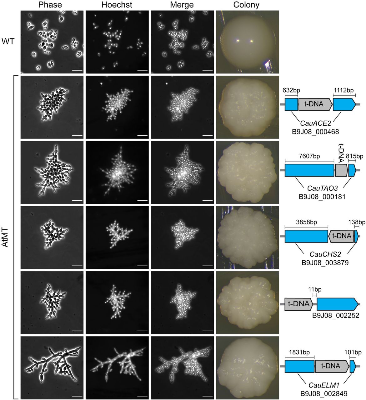 Transgene insertion sites associated with C. auris morphogenic mutants.Phase contrast, Hoescht 33342 staining, and colony morphologies demonstrate distinct morphogenic defects in five AtMT mutants (bottom) compared to wild-type C. auris AR382 (top). Identified transgene insertion sites were confirmed using Sanger sequencing (right). In all five cases, t-DNA insertion events were not accompanied by any additional insertions or deletions in the insertion locus. Scale bar = 10 μm.