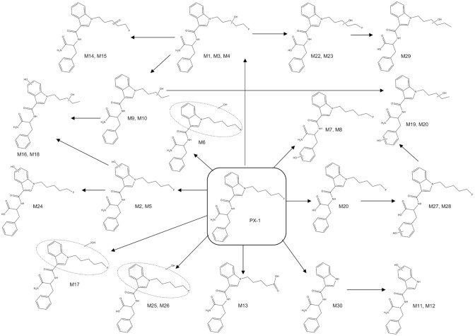 Proposed metabolic pathways of PX-1