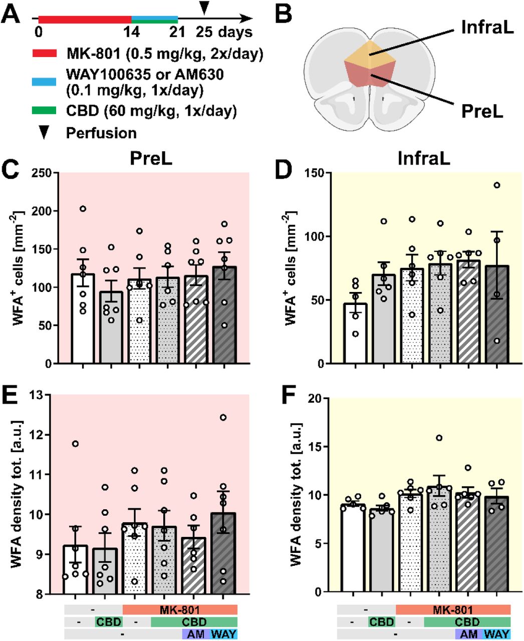 There is no difference in WFA+ cell density and WFA density across the pharmacological treatments in the mPFC(A) Experimental protocol for pharmacological treatment with MK-801, WAY100635, or AM630 and CBD followed by perfusion and immunohistochemical analysis. (B) Schematic representation of the prelimbic region (PreL) and the infralimbic region (InfraL) of the medial prefrontal cortex (mPFC) used for analysis [Created with BioRender.com]. (C-D) Total cell density of WFA+ cells in the PreL (C) and InfraL (D) regions. (E-F) Total WFA density (calculated as fluorescence intensity) in the PreL (E) and InfraL (F) regions. Data are represented as mean ± SEM and derived from N=4-7 mice. Details on statistical analysis can be found in Supplementary Table 1.