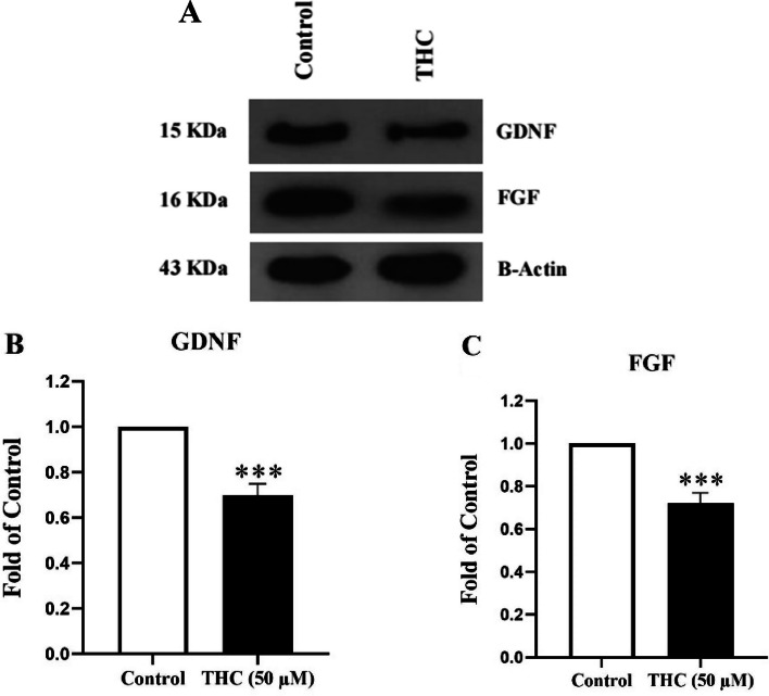 The expression of GDNF and FGF proteins in THC-exposed TM4 cells. A Immunoblotting images of expression level of GDNF, FGF, and β-actin proteins. B and C Bar graphs represent the relative density of each band normalized to that of β-actin as an internal control. Values represent the mean ± SEM of three independent experiments. Stars show the statistical significance of change between the groups. ***p < 0.001 vs. control group (Mann–Whitney U-test)