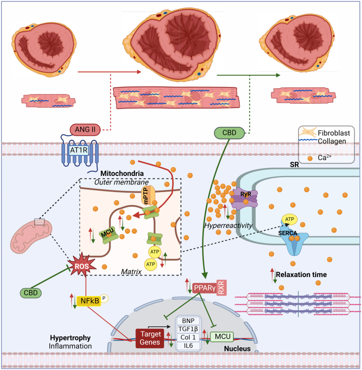 Proposed Mechanism of CBD Antihypertrophic EffectANGII induces pathological remodeling and decreases cardiac performance, leading to hypertrophy, cardiac fibrosis, increased reactive oxygen species (ROS) production, mitochondrial dysfunction, and elevated proinflammatory and prohypertrophic factors and biomarkers in an HF with reduced ejection fraction model (effects represented by red arrows). In contrast, cannabidiol (CBD), depicted by green arrows, demonstrates cardioprotective effects by attenuating cardiac fibrosis, enhancing sarcoplasmic reticulum Ca2+ uptake, maintaining mitochondrial function, and preserving redox balance. Additionally, in vitro studies showed that CBD activates the PPARγ pathway, reducing the expression of remodeling biomarkers and MCU. mPTP = mitochondrial permeability transition pore; other abbreviations as in Figures 1, 4, and 6.