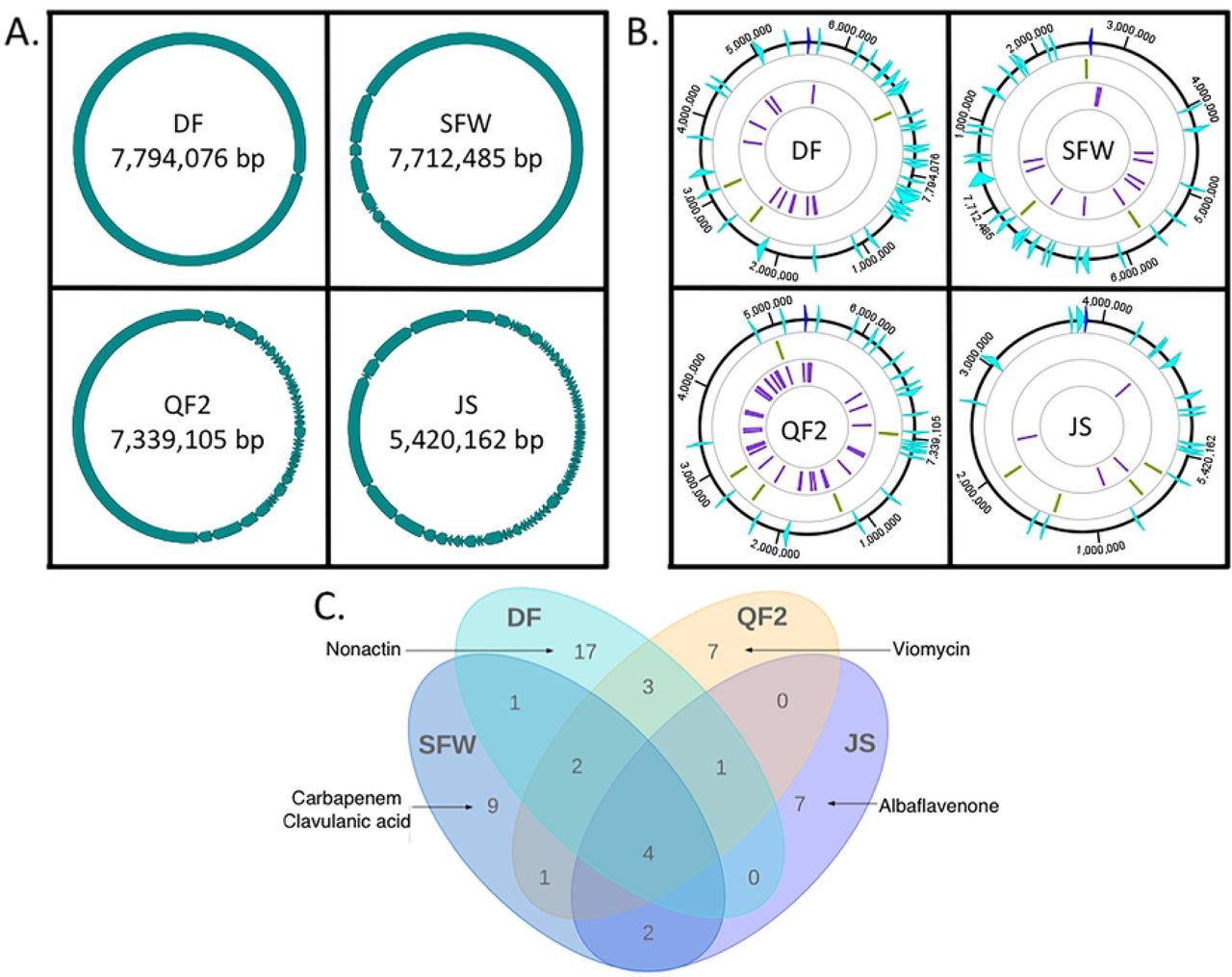 Genome characteristics of Streptomyces strains DF, SFW, QF2, and JS isolated from soil samples.(a) Circularilzed representations of the linear genomes of the four bacterial isolates represented by the assembled contigs obtained from genome sequencing. (b) Genomes oriented according to their threonine operons (dark blue). Predicted biosynthetic gene clusters (light blue), loci of Cas-associated protein-coding genes (green), and CRISPR arrays (purple) are shown. (c) A Venn diagram displaying the numbers of BGCs that are shared by and unique to the genomes of our isolates. Five clusters of particular importance are explicitly named.