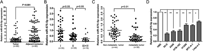 Down-regulation of miR-675-5p is inversely associated with advanced stage and lymph node metastasis of NSCLC. (A) miR-675-5p expression level was significantly lower in NSCLC tissues than in their matched normal tissues. (B) Low-level expression of miR-675-5p was associated with high tumor stage of NSCLC (P < 0.05). (C) Low-level expression of miR-675-5p was related with lymph node metastasis of NSCLC (P < 0.05). (D) miR-675-5p expression in NSCLC cell lines and normal human bronchial epithelial cell line (HBE). Expression levels of miR-675-5p were determined by qRT-PCR and normalized against an endogenous control (U6 RNA). Data were represented as the mean ± SEM of three independent experiments. *P < 0.05, **P < 0.01.