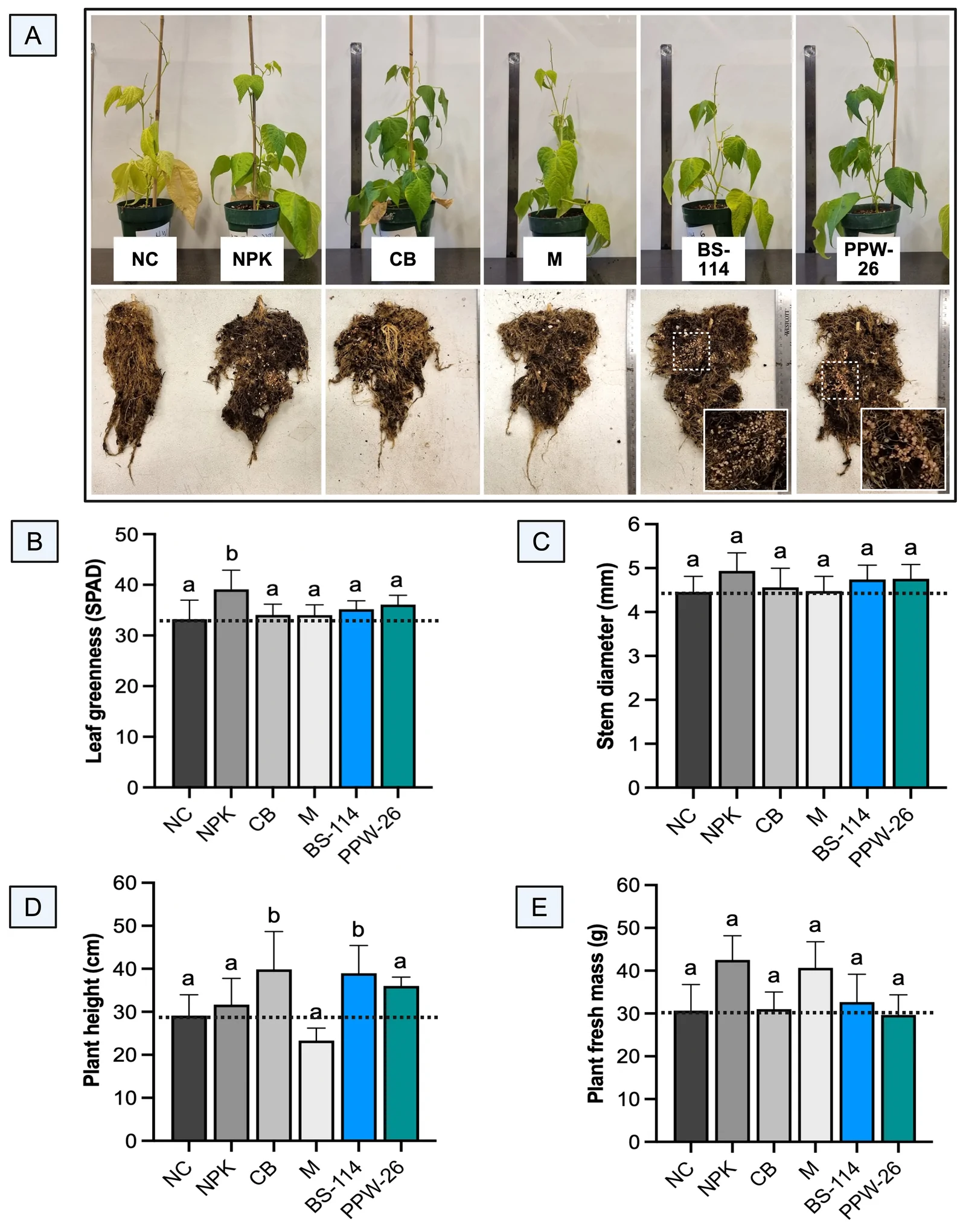 Panel A shows two rows of six bean plants; the top row displays aboveground growth in pots labeled NC, NPK, CB, M, BS-114, and PPW-26, while the bottom row shows uprooted root masses for each treatment, with magnified insets highlighting root details for BS-114 and PPW-26. Panel B is a bar graph comparing leaf greenness across treatments, showing NPK has the highest mean. Panel C is a bar graph comparing stem diameter, with no significant differences among treatments. Panel D compares plant height, with CB and BS-114 significantly different from the control. Panel E compares plant fresh mass, showing no significant differences among groups. All graphs include error bars, treatment labels, and statistical annotation letters.