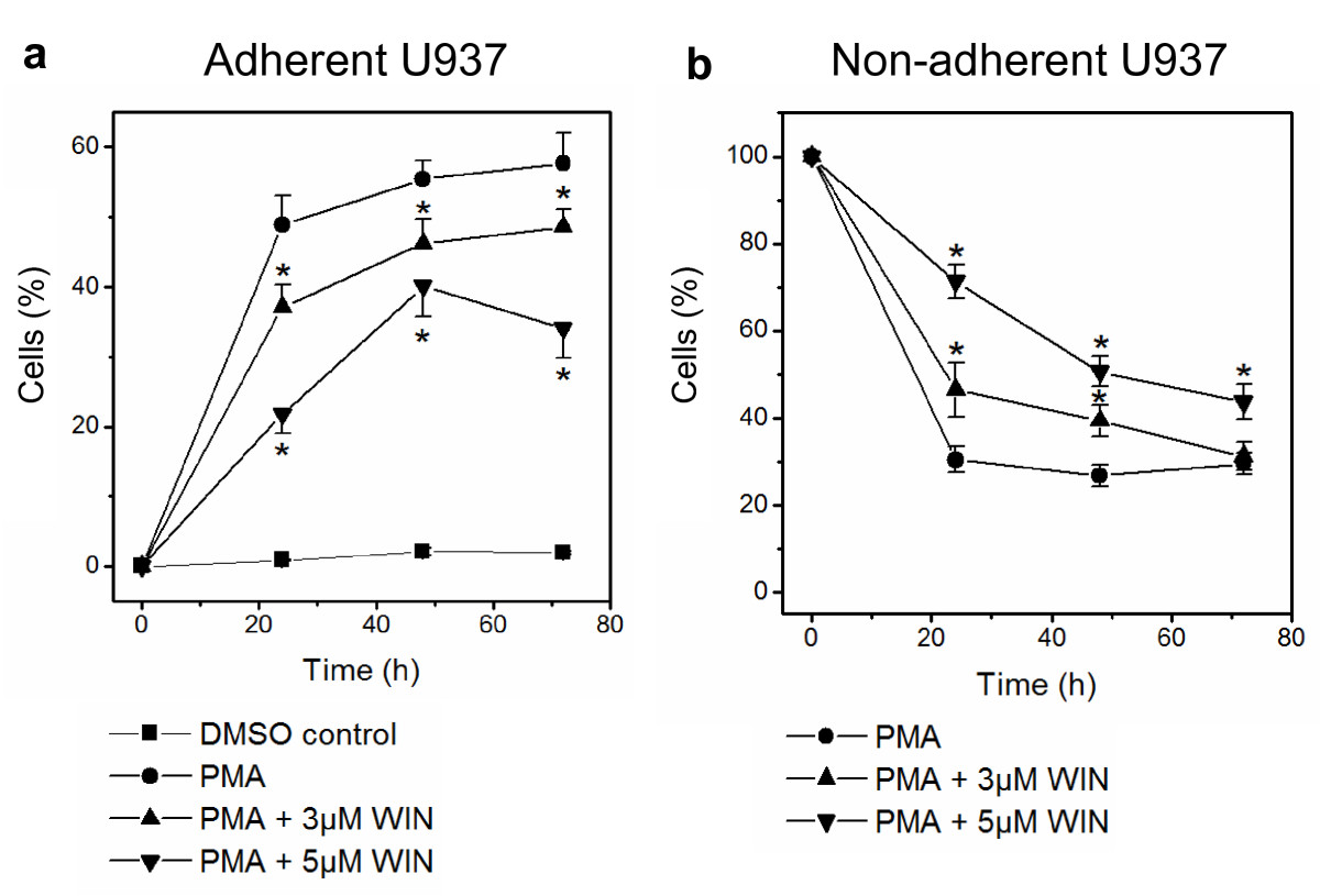 WIN55212-2 inhibited differentiation of human monocytic U937 cells into an adherent phenotype. Differentiation of U937 cells was induced by 25 nM PMA with or without co-incubation with WIN55212-2. The experimental groups were: 1.) Vehicle control = treatment with 0.1% DMSO only, 2.) Differentiation control = treatment with 25 nM PMA, 3.) Experimental groups were treated additionally with 3 μM or 5 μM WIN55212-2, respectively. Adherent (figure 1a) and non-adherent cells (figure 1b) were separated and quantified after different time points up to 72 h by FACS analysis. Percentage of control group at time point zero is shown. Data are shown as mean +/- SEM, n = 12; *p < 0.05 in comparison with the PMA-treated group without WIN55212-2.