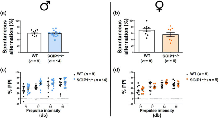 Cognitive functions and sensorimotor gating in mice is not affected by deletion of SGIP. Working memory was assessed as a percentage of spontaneous alterations in the Y‐maze. Both male and female SGIP1−/− mice alternated the arms comparably to WT mice (males: a, females: b). Sensorimotor gating, measured as a percentage of prepulse inhibition (PPI), was not affected by the mouse genotype (males: c, females: d). The data were analysed by parametric t test (a, b) and by multiple t tests with the Holm–Sidak correction for multiple comparisons (c, d) and are presented as means ± SEM
