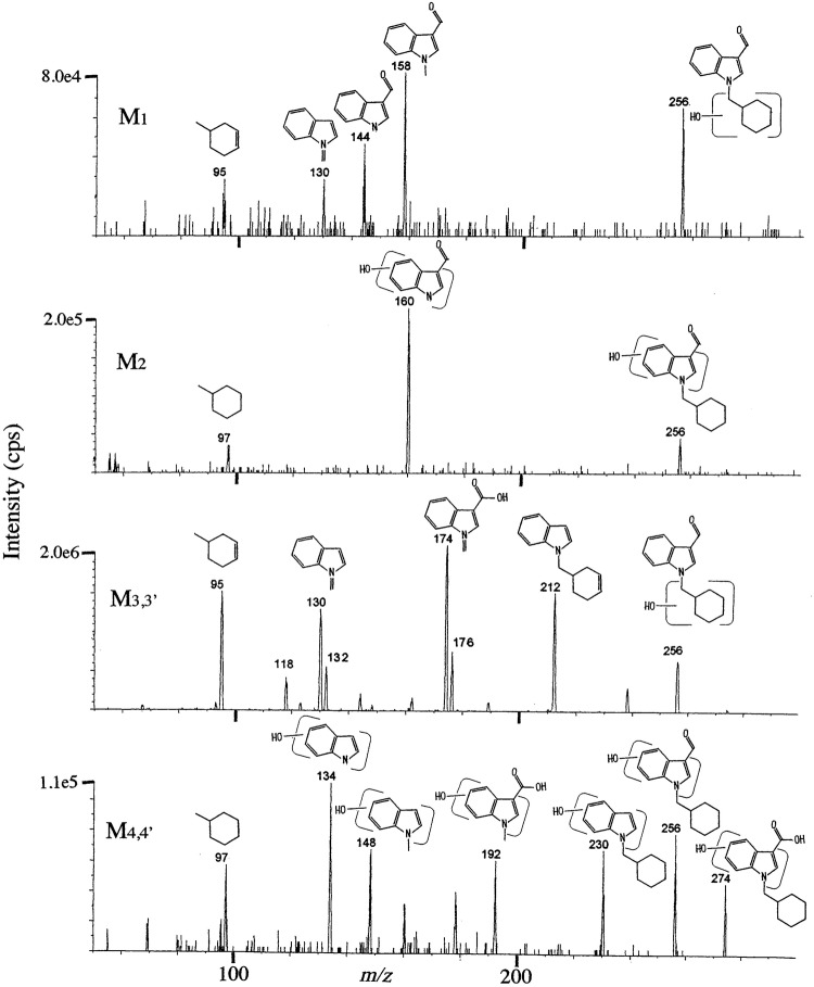 Product ion spectra by LC– MS/MS for the characterization of M1–M4,4′, where the extract from hydrolyzed urine in case 3 was used for M1 and M2 with collision energy at 51 eV and that in case 2 was used for M3,3′ and M4,4′ with collision energy at 29 eV