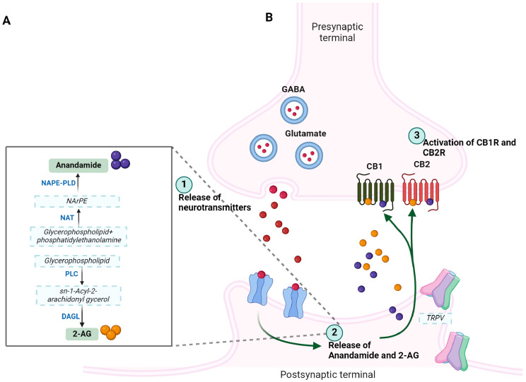 Schematic illustration displaying the synthesis of 2-AG and anandamide (A) and endocannabinoid retrograde signaling-mediated synaptic transmission (B). (1) Release of neurotransmitters from presynaptic terminals; (2) release of endogenous cannabis on demand from postsynaptic terminal; (3) activation of CB1R and CB2R in the presence of endogenous cannabis anandamide and 2-AG. Endogenous cannabinoids 2-AG and anandamide (AEA) are synthesized—acyl phosphatidylethanolamine. 2-AG and AEA are released from postsynaptic terminals on demand and act on CB1R and CB2R located on presynaptic terminals. Activated CBR subtypes, specifically CB1R, are involved in regulating the release of several neurotransmitters from presynaptic terminal to act on their cognate receptors located at the postsynaptic terminal. 2-AG is removed and processed for degradation, whereas AEA works on other CBR independent target including TRVP. Adopted from Zou. S and Kumar. U, Int. J. Mol. Sci. 2018, 19, 833 [26]. This figure was created with BioRender.com.