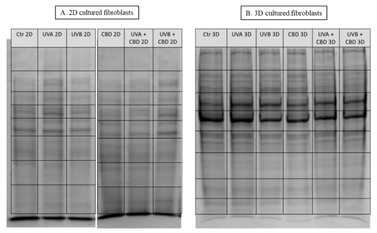SDS-PAGE separation and staining with Coomassie Brilliant Blue R-250 of proteins from control skin fibroblasts and irradiated with UVA (20 J/cm2), UVB (200 mJ/cm2) or/and treated with cannabidiol (CBD, 4 µM) in two-dimensional (2D) (A) or three-dimensional (3D) culture model (B). The grid indicates the borders of the protein migration zones.