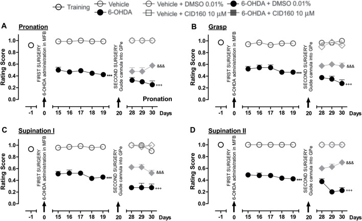 The administration of CID16020046 in the GPe generated superior fine motor skills performance in the hemiparkinsonian rats analyzed in the staircase test. The four movement components selected to evaluate the contralateral forelimb performance for fine motor skills were as follows: (A) Pronation; (B) Grasp; (C) Supination I; and, (D) Supination II. The effect of the intrapallidal administration of CID160 (10 µM) on the movement components were evaluated one day prior to the first stereotaxic surgery (from the 15th to the 19th days post-lesion) and from the 28th to the 30th days post-lesion. It is shown that 6-OHDA + CID160 group performed better in terms of fine motor skills than the 6-OHDA + DMSO group. Data are represented as the mean ± SEM of the fine motor skills scores obtained. *** p < 0.001 vs. vehicle; +++ p < 0.001 vs. vehicle + DMSO 0.01%; &&& p < 0.001 vs. 6-OHDA + DMSO 0.01%; a two-way ANOVA followed by a Bonferroni post-hoc test (n = 5–7/group).
