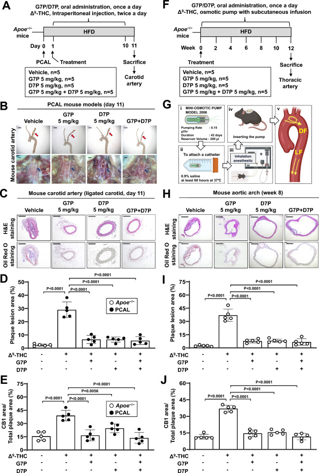 Effects of isoflavone monophosphates on the progression of atherosclerotic lesions in mice. A-E Partial carotid artery ligation (PCAL) was performed in Apoe−/− mice (8 weeks old). After PCAL, the Apoe−/− mice were divided into four groups: (1) vehicle control (n = 5), (2) G7P (5 mg/kg; n = 5), (3) D7P (5 mg/kg; n = 5), and (4) G7P + D7P (n = 5). All the groups received Δ9-THC (1 mg/kg) via intraperitoneal injection twice daily for 10 days. Throughout the 12-day treatment period, the mice were maintained on a high-fat diet (HFD). At the end of the study, the mice were euthanized. A Schematic overview of the experimental design. B Gross images of mouse carotid arteries are shown. The arrowhead indicates the ligated carotid artery. The scale bar represents 1 mm. C Carotid artery sections were counterstained with hematoxylin and eosin (H&E), and a representative slide is presented with scale bars at 275 μm (upper panel). Oil red O staining of atherosclerotic plaques in cross-sections of the mouse carotid artery (lower panel); scale bar, 275 μm. D Atherosclerotic plaques were quantified. E Quantification of the CB1-positive area within carotid artery sections was performed. F-J Apoe−/− mice (8 weeks old) were divided into four groups: (1) vehicle control (n = 5), (2) G7P (5 mg/kg; n = 5), (3) D7P (5 mg/kg; n = 5), and (4) G7P + D7P (n = 5) groups. The mice were administered Δ9-THC (1 mg/kg/day) subcutaneously via osmotic pumps, along with daily oral administration of G7P or D7P. All the groups were fed an HFD throughout the 12-week treatment period. At the end of the study, the mice were euthanized. F Schematic overview of the experimental design. G Δ9-THC (1 mg/kg/day) was administered subcutaneously using osmotic pumps to exacerbate endothelial dysfunction in Apoe−/− mice. Disturbed flow, DF; Laminar flow, LF. H Aortic arch sections were counterstained with hematoxylin and eosin (H&E), and a representative slide is presented (upper panel). Oil red O staining of atherosclerotic plaques in cross-sections of the mouse aortic arch (lower panel). Scale bar: 50 μm. I Atherosclerotic plaques were quantified. J Quantification of the CB1-positive area within aortic arch sections was performed