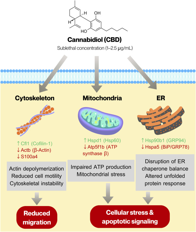 Infographic illustrating cannabidiol (CBD) effects at sublethal concentration on three cellular components: cytoskeleton, mitochondria, and endoplasmic reticulum (ER). CBD impacts cytoskeleton stability, mitochondrial ATP production, and ER chaperone balance, resulting in reduced migration and increased cellular stress and apoptotic signaling.