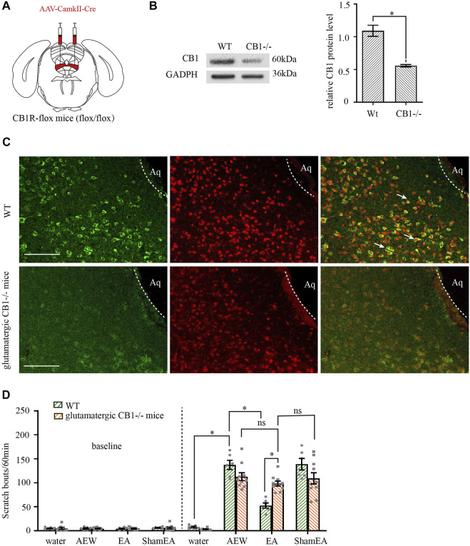 Comparison of the effects of EA on itch in control mice and glutamatergic -CB1−/− mice. (A) Schematic showing viral targeting of AAV2/9-CamkII-Cre transgenes bilaterally injected into the vlPAG. (B) Representative gel image (left) and quantification (right) of the protein level of CB1 receptors in wild type mice and glutamatergic neurons -CB1−/− mice. (C) Double staining of CB1 receptors (CB1R, green) and vglut2 mRNA (vglut2, red) of the vlPAG in wild-type mice and glutamatergic -CB1−/− mice. (D) The comparison of scratch bouts in wild-type mice and glutamatergic -CB1−/− mice. Scale bars: 100 μm. Data are expressed as means ± SEM (n = 10 mice in glutamatergic neurons -CB1−/− mice, n = 6 mice in wild-type mice). *p < 0.05.