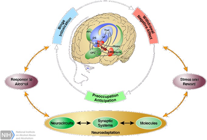 Conceptual framework for neurobiological bases of the transition to substance use disorders. PFC, prefrontal cortex; DS, dorsal striatum; GP, globus pallidus; NAc, nucleus accumbens; Hippo, hippocampus; Thal, thalamus; BNST, bed nucleus of the stria terminalis; AMG, amygdala; OFC, orbitofrontal cortex. Reproduced with permission from Neuropsychopharmacology.222
