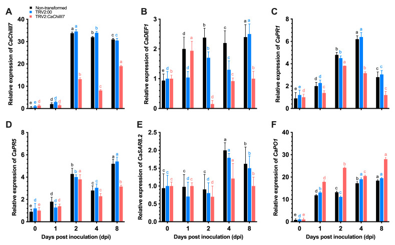 Qualitative real-time polymerase chain reaction (qRT-PCR) analyses of CaChiIII7 transcription and defense-response genes in CaChiIII7-silenced (TRV2:CaChiIII7) and control (non-transformed, TRV2:00) pepper leaves inoculated with Colletotrichum acutatum. (A) CaChiIII7 (chitinase); (B) CaDEF1 (defensin); (C) CaPR1 (pathogenesis-related 1); (D) CaPR5 (pathogenesis-related; 5) (E) CaSAR8.2 (systemic acquired resistance); (F) CaPO1 (peroxidase). Defense genes were selected based on protein-protein interactions, Figure 2B. The control sample values were set to 1 for normalizing the transcription levels of other genes. Data are the means with standard deviations (± SD) and lower-case letters (a–e) indicate significant differences as analyzed by a Duncan’s multiple range (DMR) test (p < 0.05).