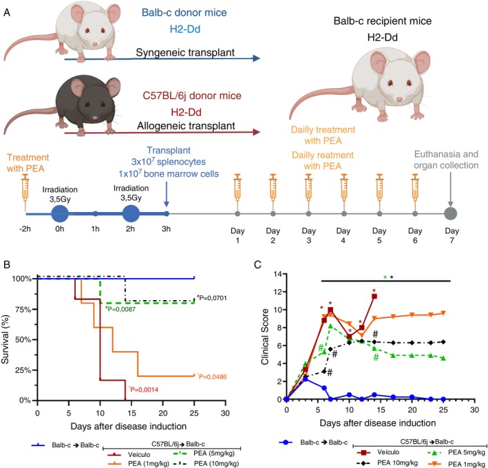 Evaluation of PEA treatment on survival and clinical parameters of acute murine Graft‐versus‐host disease. (A) Procedure of disease induction, previously irradiated BALB‐c mice received either allogeneic or syngeneic splenocytes (3 × 107) and bone marrow cells (1 × 107), thus developing or not GVHD, respectively. GVHD occurs due to differences in MHC I from BALB‐c (H2‐Dd) and C57BL/6J (H2‐Db) mice. (B) Percentage of survival of mice receiving daily treatment of PEA 1 mg/kg (orange line), PEA 5 mg/kg (green line), PEA 10 mg/kg (black line), compared to vehicle (red line) (#) or (*) compared to syngeneic transplanted (blue line) mice. (C) Clinical score of mice receiving daily treatment of PEA 1 mg/kg (orange line), PEA 5 mg/kg (green line), PEA 10 mg/kg (black line), compared to vehicle (red line) (#) compared to syngeneic transplanted (blue line) (*) mice. n = 10 for all groups and in all experiments. Treatment was performed from Day 0 until the end of the experiment. Survival was verified by Log‐rank (Mantel‐Cox) test and groups were considered different only when p value was < 0.05. Two‐way ANOVA with Bonferroni's multiple comparisons test was used to compare the clinical scores of groups, and they were considered different only when p value was < 0.05.