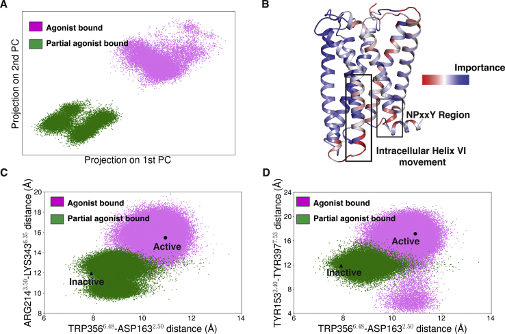Comparison of agonist (pink) and partial agonist (green) bound ensembles.A, PCA projection of agonist and partial agonist bound simulation onto first two components. B, important differences between agonist and partial agonist bound ensemble were derived by computing the Kullback-Leibler (KL) divergence along all inter-residue features. K-L divergence values were averaged over each residue to determine the contribution of each residue. C, 2-D scatter plot showing intracellular TM6 movement with respect to toggle switch movement (agonist: pink; partial agonist: green). D, 2-D scatter plot projecting NPxxY movement with respect to toggle switch movement (agonist: pink; partial agonist: green). Inactive and active-like agonist bound structure was shown as highlighted points on 2-D scatter plot. PCA, principal component analysis; TM6, transmembrane helix 6.