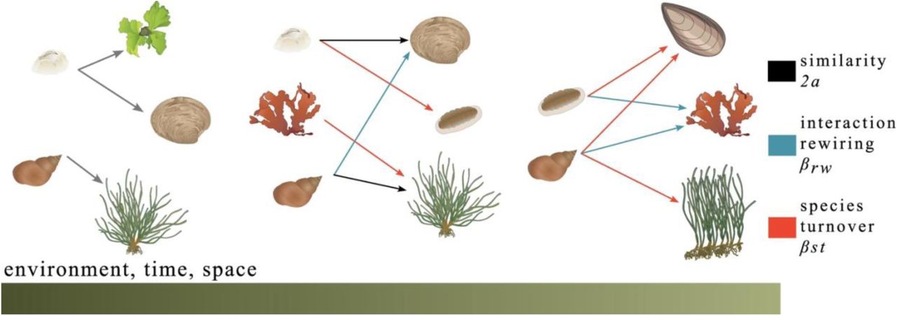 Simplified interaction networks showing habitat-users attached to habitat-formers (arrow direction) as they change along environmental gradients, through time or across spatial location (green gradient). Arrow colour represents how interactions remain the same (black), or change due to interaction rewiring (blue), or species turnover (red) compared to the previous network along the gradient.