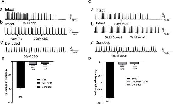 TRPV2 or Piezo1 channel agonist-induced inhibitory effects are blocked by the respective antagonists and removal of the mucosa. (A,B) Representative traces (A) showing significant attenuation of the inhibitory effects of TRPV2 agonist CBD (30 μM, a) upon pretreatment with the TRPV2 antagonist (Tra, 10 μM, b) or removal of the mucosa (c), and the summary data (B). (C,D) Representative traces (C) showing significant blockage of the inhibitory effect of the Piezo1 agonist Yoda1 (30 μM, a) by the Piezo1 antagonist Dooku1 (50 μM, b) and removal of the mucosa (c), and the summary data (D). The antagonist (Tra or Dooku1) was applied 5 min prior to treatment with the agonist (CBD or Yoda1). ****p < 0.0001 versus CBD or Yoda1 alone. n: the number of strips. CBD, cannabidiol; Tra, Tranilast.