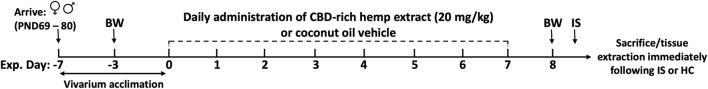Experimental timeline. Female and male rats arrived at postnatal day (PND) 69–80, were singly housed, and allowed to acclimate to vivarium conditions for 7 days. Following acclimation, rats received daily administration of CBD-rich hemp extract in a coconut oil vehicle (20 mg/kg), or an equivalent volume of coconut oil vehicle, onto sugary cereal to eat ad libitum. Body weights (BW) were recorded on experimental days -3 and 8. Following 7 days of CBD-rich hemp extract or vehicle administration, rats were exposed to inescapable tail shock (IS) or remained within their home cage (HC) as non-stressed controls. All rats from all groups were sacrificed immediately following the IS procedure, and tissue and plasma were collected for later analysis.
