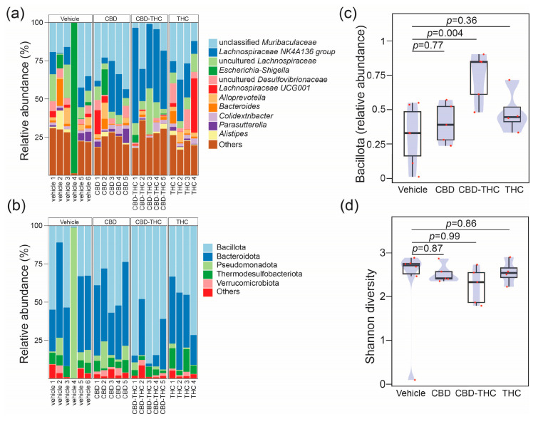 Stacked bar plots showing the relative abundance across samples resolved at the (a) genus level for the top 11 genus and at (b) phylum level. The barplot shows the relative proportions of the top 5 phyla. Each bar represents the bacterial component of the caecal microbiota of a single animal. Profiles are grouped by treatment, vehicle (define) (n = 6), CBD (n = 5), THC (n = 4), CBD + THC (n = 5). Plots representing (c) compositional changes in phylum Bacillota (former Firmicutes) and (d) Shannon diversity across the cross-sectional study. In panels (c,d) groups were compared using one-way analysis of variance (ANOVA) with Dunnett’s post hoc correction. The boxplots were overlayed with density plots (blue). The red dots represent individual samples.