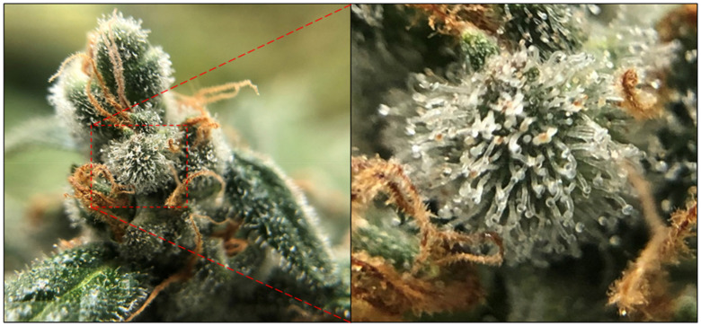 A close up of the female floral architecture of mature Cannabis sativa plants. The cannabinoid-containing glandular trichomes are visible in the magnified image, and are characterised by a globular head which is connected to the plant via a stalk. Colouration of the heads ranges from translucent, to a creamy white, to brown.