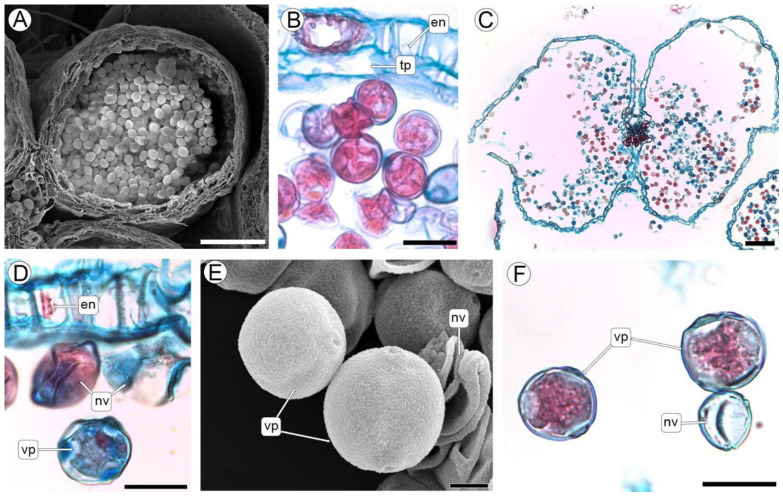 Normal development of the anther and pollen grain. (A,E) SEM, (B,D,F) LM. (A) Pollen sac containing free microspores. (B) Detail of the pre-dehiscent anther wall, showing the disintegrated tapetum and endothecium. (C) Dehiscent anther. (D) Detail of the endothecium with fibrous thickenings and pollen grains. (E) Viable and non-viable pollen grains. (F) Viable and non-viable pollen grains subjected to Alexander staining. Abbreviations: en, endothecium; nv, non-viable pollen; tp, tapetum; vp, viable pollen. Scales: (A,C) = 100 µm, (B,D,F) = 20 µm, (E) = 5 µm.