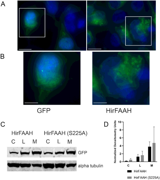 HirFAAH cellular localization. (a) The localization of GFP and HirFAAH in transfected 293HEK cells. Scale bars = 10 μm. (b) Inset from (a) showing the ring structures in the HirFAAH transfected cells that is not observed in the GFP controls. Scale bars = 5 μm. (c) Western blot analysis of whole cell lysate (L), cytoplasmic (C) and membrane (M) fractions of 293HEK HirFAAH and HirFAAH(S225A) expressing lysates. (d) Relative expression of the S225A mutant and wild type enzymes based on the quantification of the GFP protein band normalized to the loading control alpha tubulin.