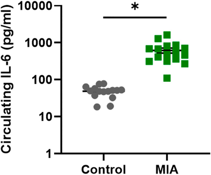 Dam plasma IL‐6 levels 2 hr post GD19 poly I:C administration. Graph shows log10 transformation ± SEM of circulating IL‐6 (pg/ml) in control (gray circles, n = 15) and MIA (green squares, n = 16) dams. Due to violation of the assumption of normality, plasma concentrations of IL‐6 in dams were analyzed using non‐parametric, independent samples Mann–Whitney U test (SPSS). The dams exposed to MIA on GD19 exhibited a significant increase (p < .001) in the levels of circulating IL‐6 relative to control dams. The MIA dam with the lowest concentration of IL‐6 of 110.641 pg/ml (lowermost green square) was 32.629 pg/ml higher than the control dam with the highest IL‐6 concentration (78.012 pg/ml).