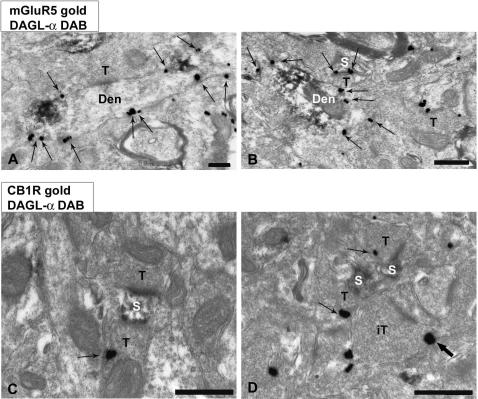 Immunocytochemical localization of mGluR5/DGL-α (A, B) and CB1R/ DGL-α (C, D) in mouse prPFC cortical layers V/VI.Double preembedding immunogold and immunoperoxidase methods for electron microscopy. (A, B) mGluR5 metal particles (arrows) and DGL-α immunodeposits colocalized in postsynaptic dendrites (den) and dendritic spines (s). mGluR5 labeling was in perisynaptic and extrasynaptic membranes. No mGluR5/DGL-α immunoreactivity was observed in presynaptic terminals (T). (C, D) CB1R immunoparticles were on presynaptic terminals membranes (T) away from synaptic specializations made on postsynaptic DGL-α-immunoreactive dendritic spines (s). Observe that DGL-α-positive spines also received CB1R-immunonegative synaptic terminals, and that a CB1R-labeled presynaptic terminal (thick arrow) probably of inhibitory nature (IT in D) made a synapse with a postsynaptic DGL-α-negative dendritic branchlet. Scale bars: 0.5 µm.