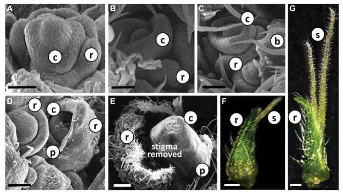 Differentiation and development of individual Cannabis flower. (A)–(E) Scanning electron photomicrographs of consecutive stages of differentiation of female flowers in “NB140.” Bars in (A–D) = 50 μm and (E) = 200 μm. (F) and (G) Stereoscope image of developed female flowers with visible glandular trichomes; pre-mature stigmata in (F) and fully mature stigmata in (G). Bars = 500 μm. b, bract; r, perigonal bract; c, carpel; p, perianth; s, stigma.