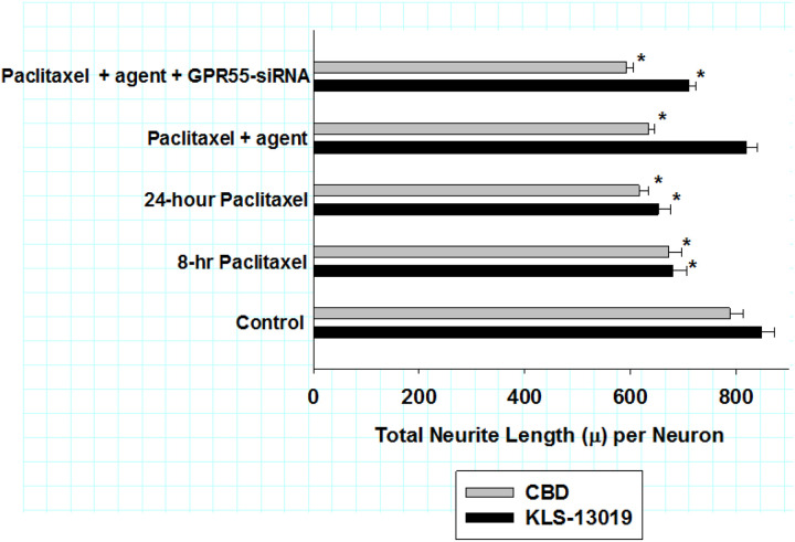 The effects of GPR55 siRNA on total neurite length (m) per neuron are compared between KLS-13019 (black bars) and CBD (gray bars) treatments of day 9 DRG cultures co-treated with paclitaxel in a reversal paradigm for 24 hours. For both sets of experiments, the 8-hr pretreatment values after paclitaxel treatment are shown. DRG cultures were assessed through an assay of total neurite length per neuron as determined by high content imaging. For the agent groups, cultures were co-treated with either 100 nM KLS-13019 or 10 mM CBD. The respective cannabinoid agents were started at 8 hours and continued for another 16 hours, without removal of the pre-treated paclitaxel which was present for 24 hours. Each value is the mean of twelve well determinations, with each well assessed by 10 microscopic fields. Assays were made from duplicate experiments. Significant changes from their respective control values were indicated with an asterisk (P< 0.001). These data indicated that significant neurite retraction (15–19% of control) occurred after 8 hours of 3 mM paclitaxel pre-treatment, with 22–23% neurite retraction being observed after 24 hours of paclitaxel treatment. Cultures co-treated with 100 nM KLS-13019 (19) and paclitaxel had a mean value that was not significantly different from control cultures. In cultures pre-treated GPR55 siRNA, there was a 65 ± 2 % attenuation of the KLS-13019-mediated reversible protection from paclitaxel-mediated neurite retraction. In these cultures, the neuritic knockdown of GPR55 was 59 ± 6 % of control. Thus, the attenuation of KLS-13019-mediated reversal of neuritic retraction was not significantly different from the knockdown of neuritic GPR55 IR area. In contrast, CBD and paclitaxel treatment produced no significant change from cultures treated with paclitaxel alone. Further, GPR55-siRNA treatment of cultures co-treated with paclitaxel and CBD showed no significant effect from cultures treated only with paclitaxel and CBD.